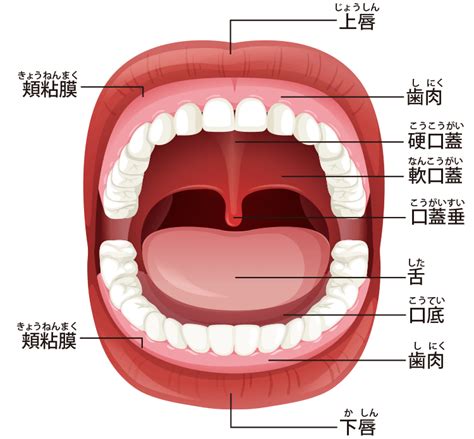 口角 場所|1.口腔内の構造 